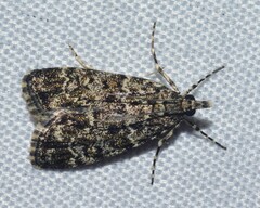 Scoparia objurgalis