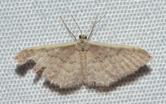 Idaea costaria