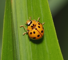 Harmonia octomaculata