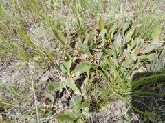 Limonium tomentellum
