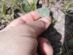 Limonium tomentellum
