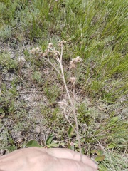 Limonium tomentellum