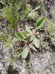 Limonium tomentellum