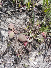 Limonium tomentellum