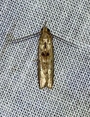 Macrorrhinia endonephele