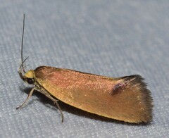 Delexocha ochrocausta