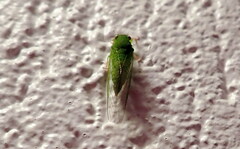 Guineapsaltria flava