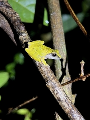 Pseudophilautus amboli