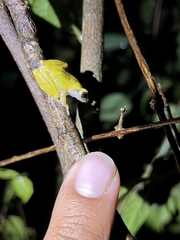 Pseudophilautus amboli