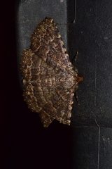 Diatenes aglossoides