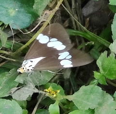 Nyctemera lacticinia