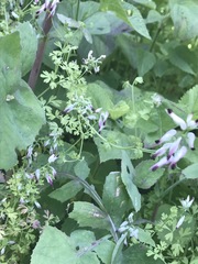 Fumaria parviflora