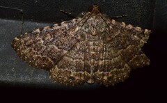 Diatenes aglossoides