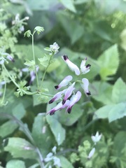 Fumaria parviflora