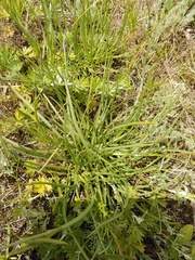 Plantago salsa