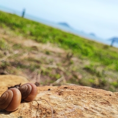 Quantula striata