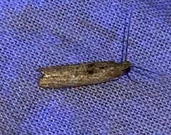 Macrorrhinia endonephele