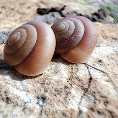 Quantula striata
