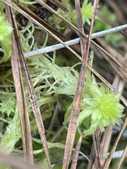 Sphagnum cuspidatum