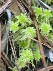 Sphagnum cuspidatum