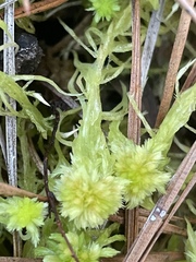 Sphagnum cuspidatum