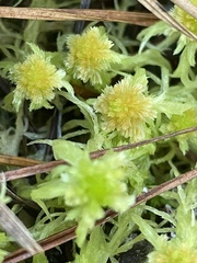 Sphagnum cuspidatum
