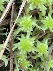 Sphagnum cuspidatum