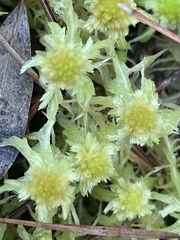 Sphagnum cuspidatum