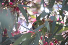 Parvipsitta porphyrocephala