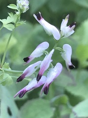 Fumaria parviflora