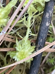 Sphagnum cuspidatum