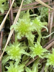 Sphagnum cuspidatum
