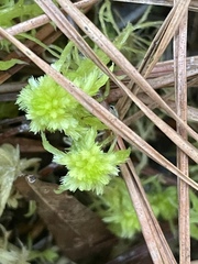 Sphagnum cuspidatum