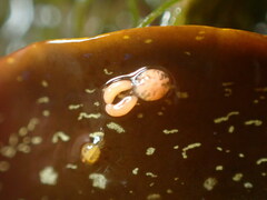 Anthessius navanacis