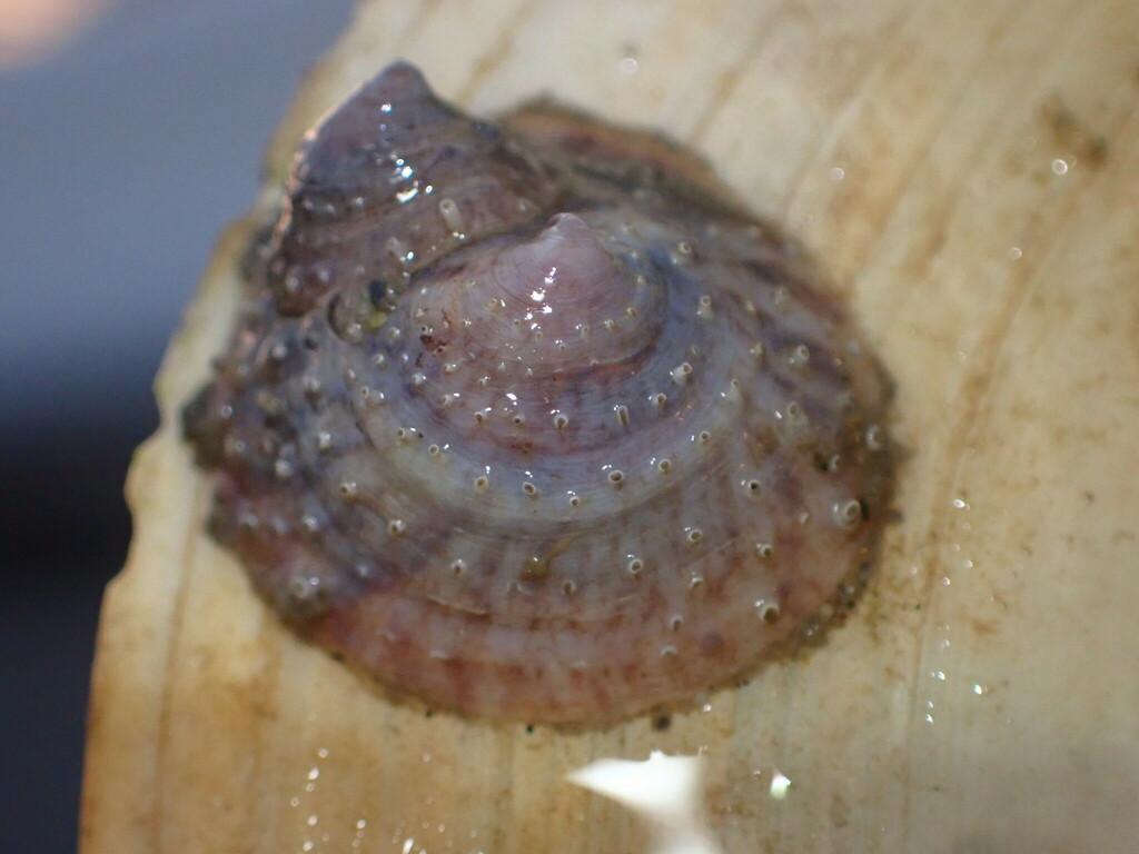 spiny cup-and-saucer