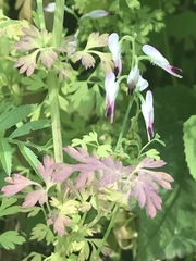 Fumaria parviflora