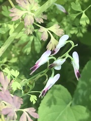 Fumaria parviflora