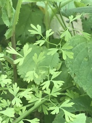 Fumaria parviflora