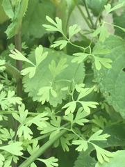Fumaria parviflora