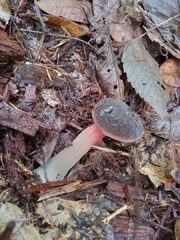 Xerocomellus atropurpureus