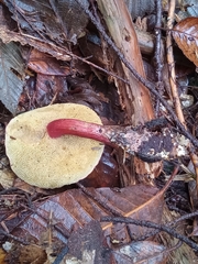 Xerocomellus atropurpureus