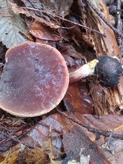 Xerocomellus atropurpureus