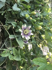 Passiflora alata × caerulea