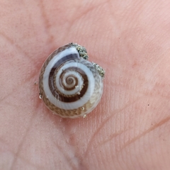 Quantula
