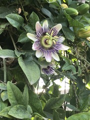 Passiflora alata × caerulea