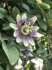 Passiflora alata × caerulea