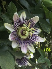 Passiflora alata × caerulea