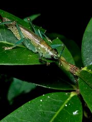 Barbaragraecia unicorn