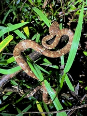 Craspedocephalus malabaricus