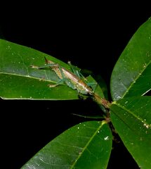 Barbaragraecia unicorn